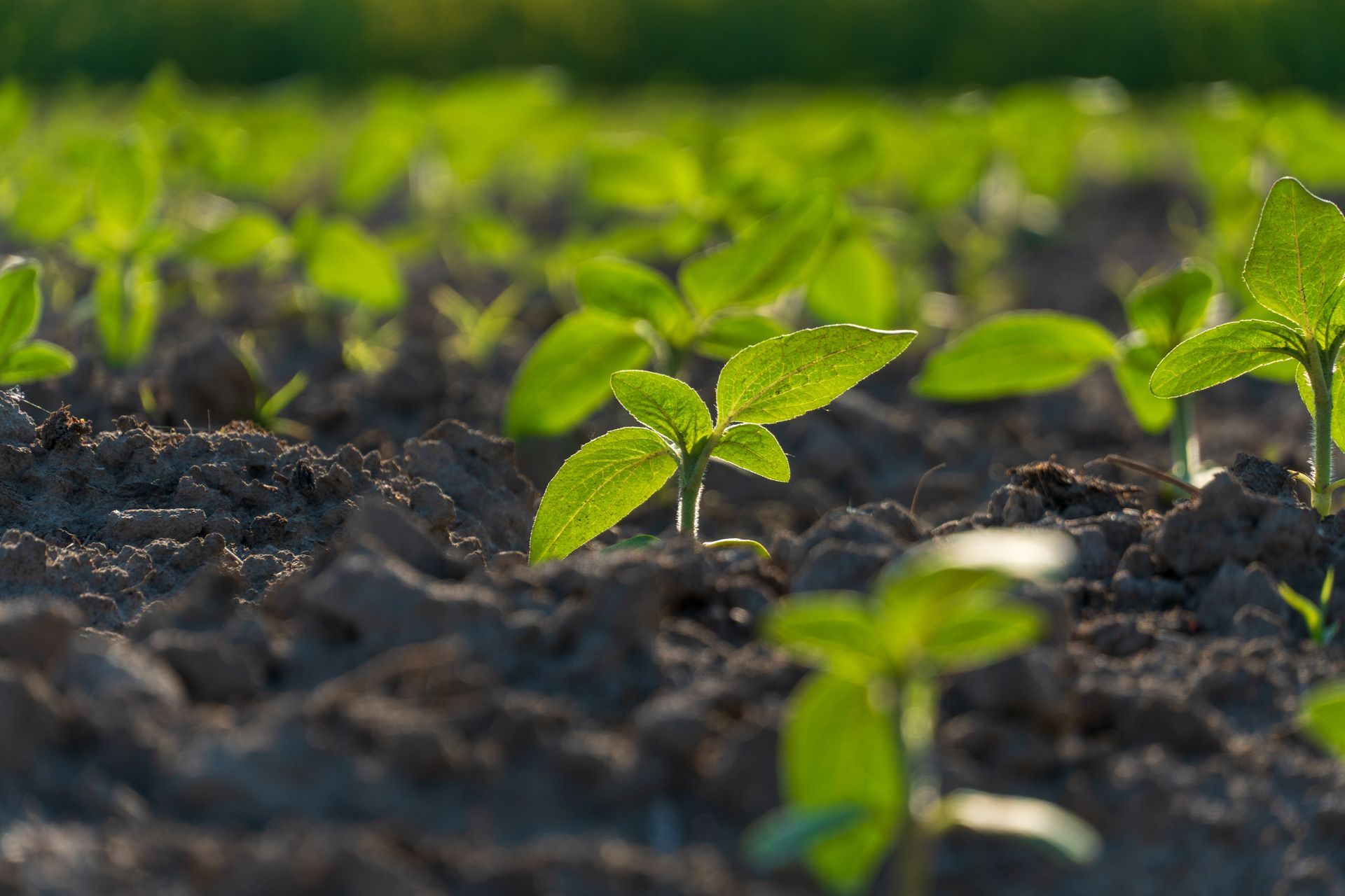 Close-up of small plants planted on a farm with sunshine on them.
