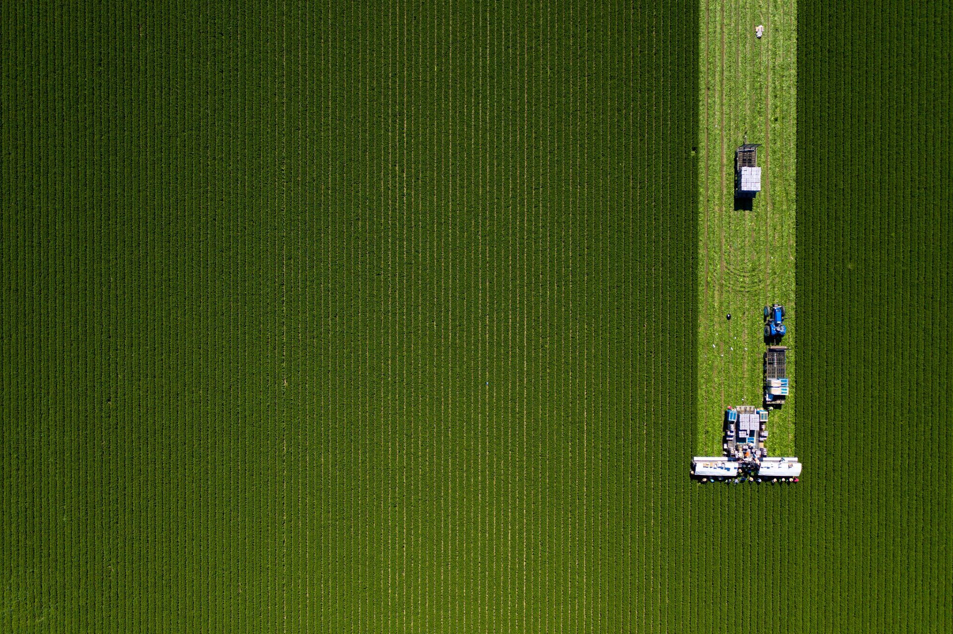 Aerial view of a green field with a narrow path and small tractors or farm vehicles working in a line