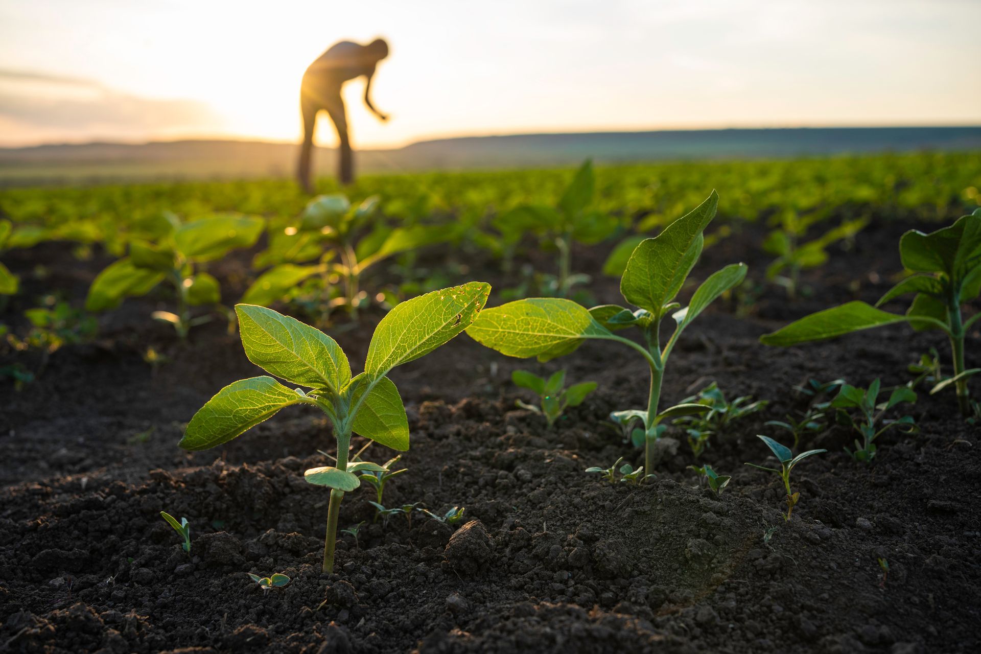 Farmer examining sunflower seedlings at sunset