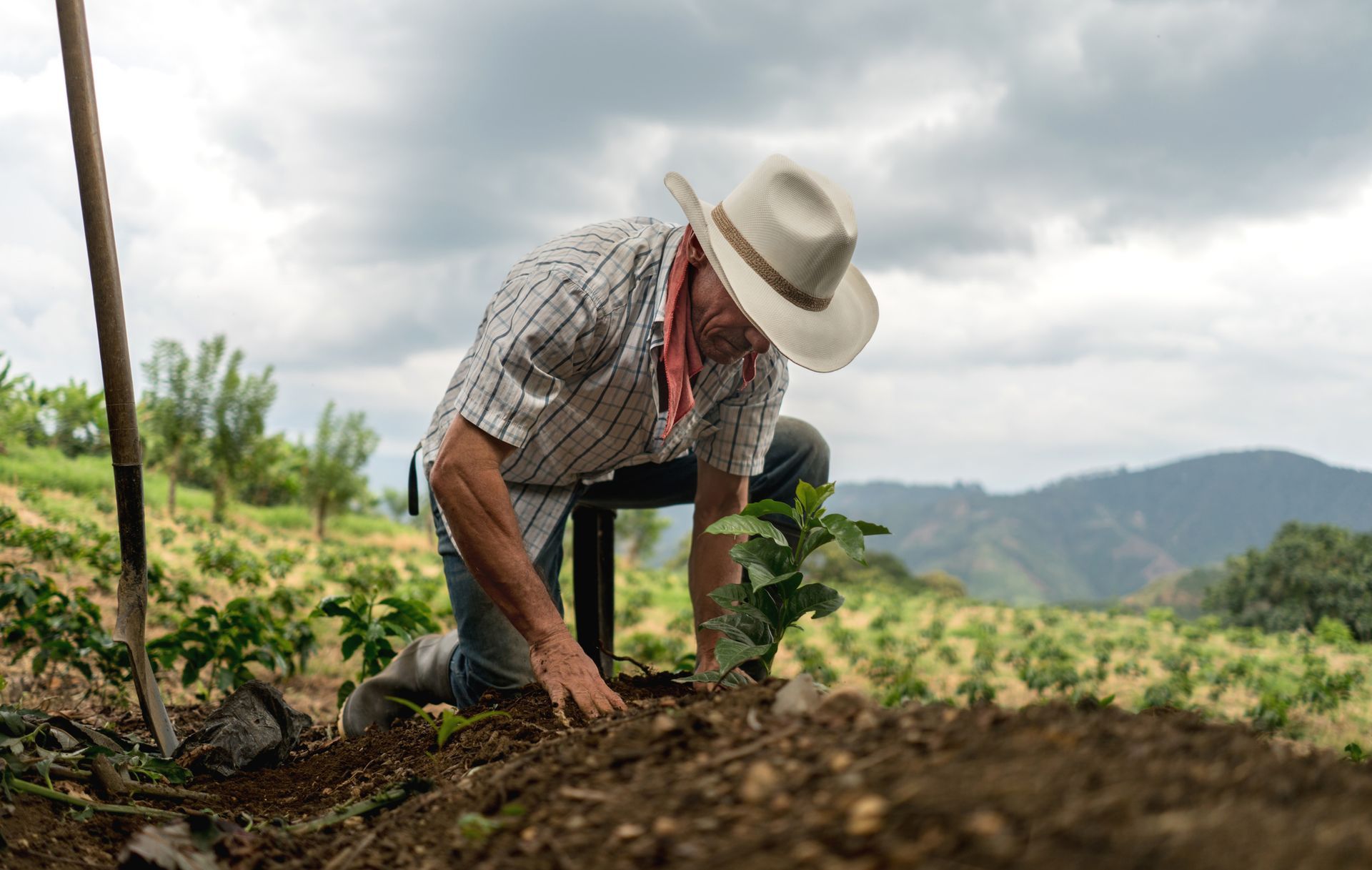 A man wearing a white hat is sowing the land at a farm. A man wearing a white hat is sowing the land at a farm.