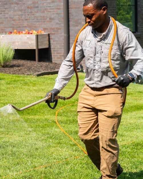 Man watering a lawn with a hose on a sunny day