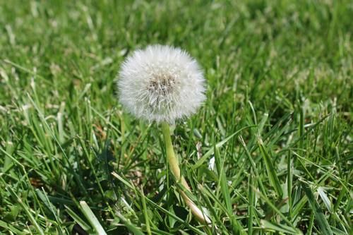 White dandelion seed head in green grass