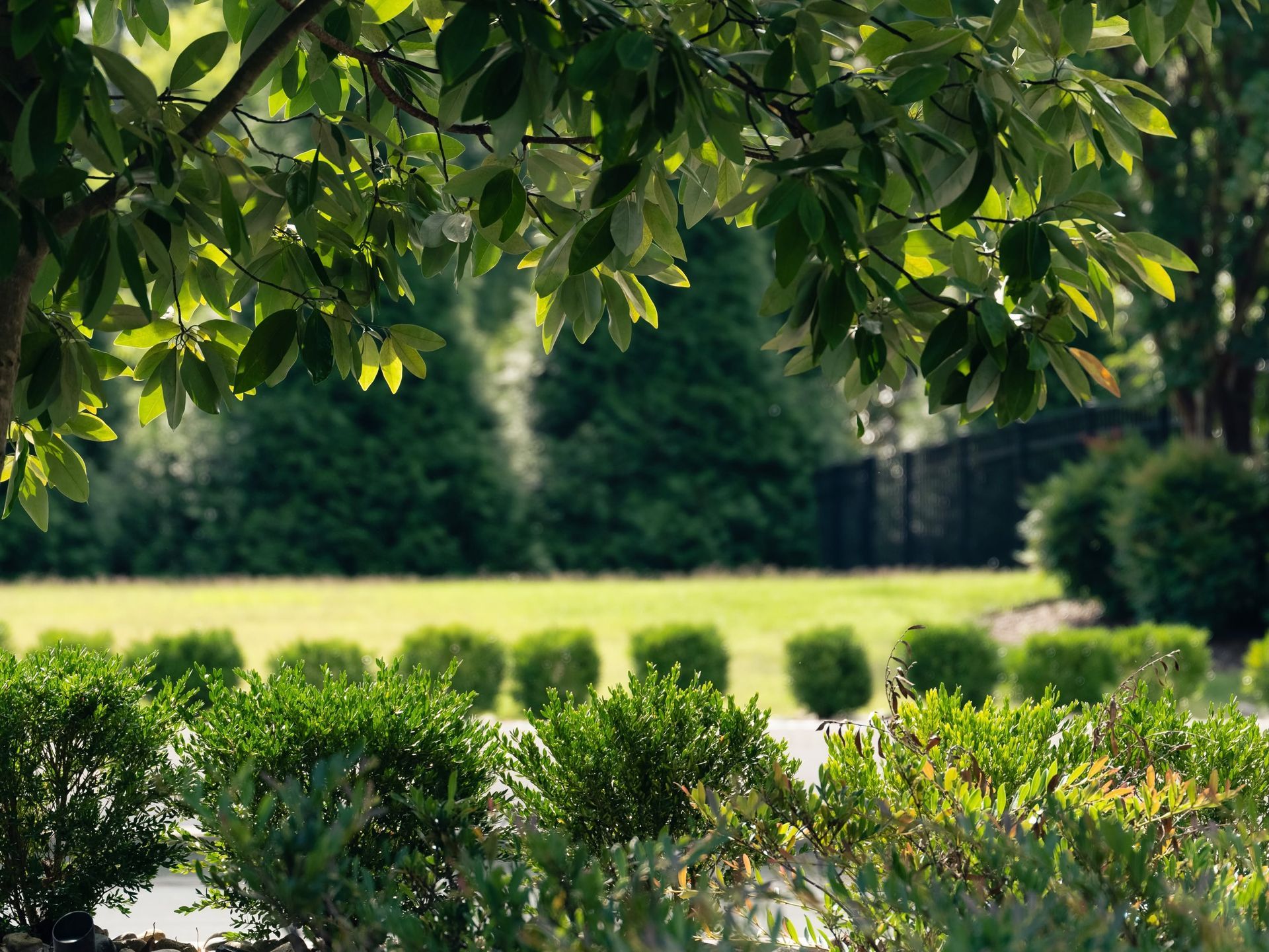 Sunlit park with leafy tree branches overhead and trimmed green shrubs in the foreground
