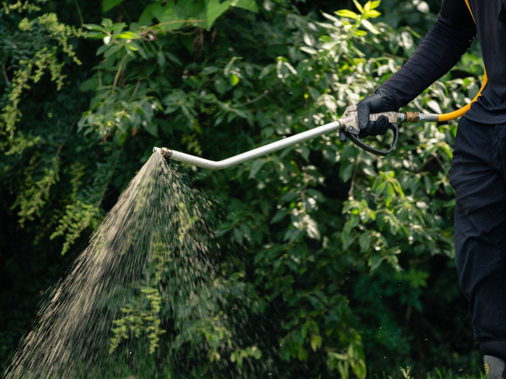 Person using a hose to spray water on dense green bushes outdoors