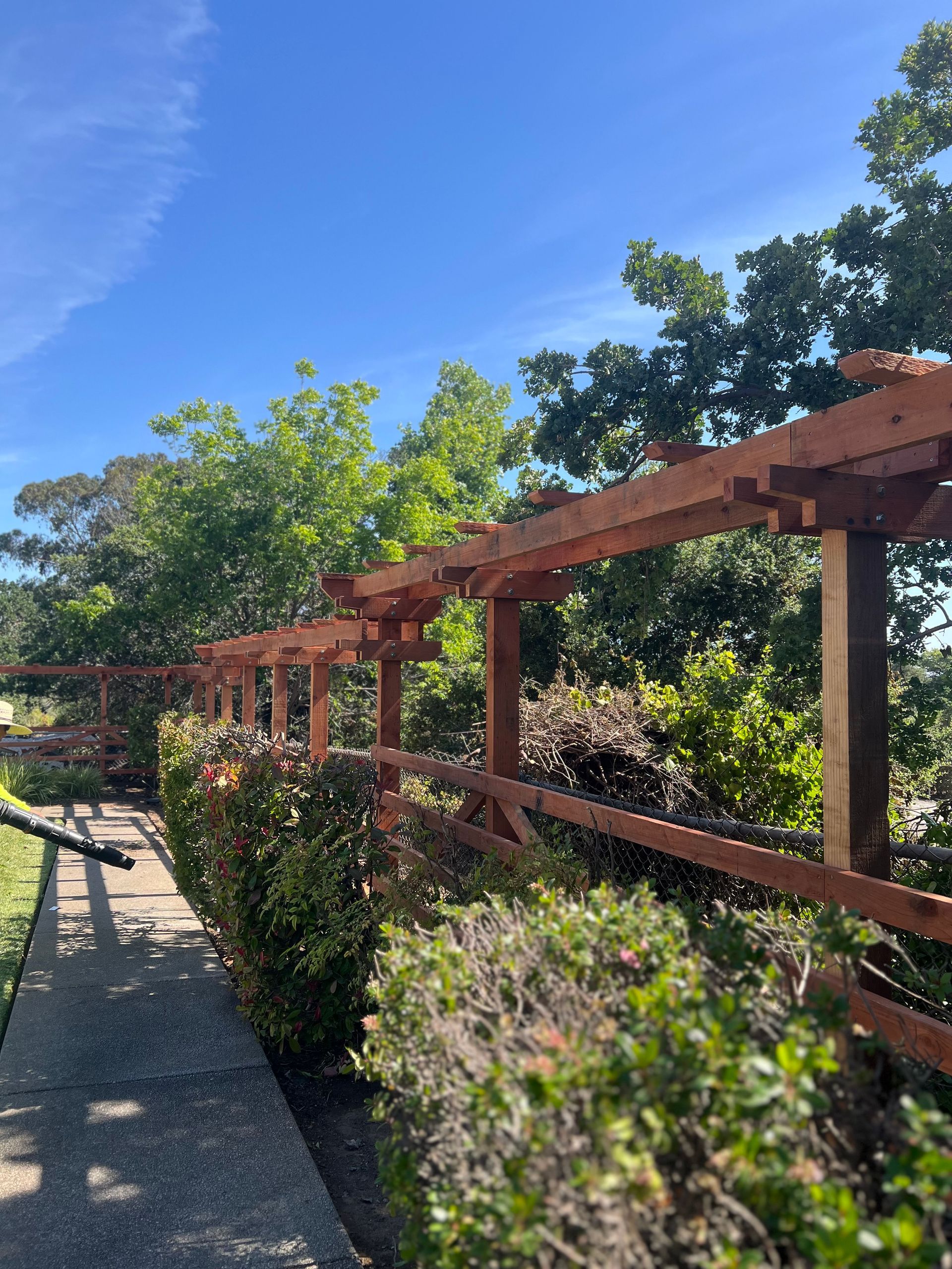 Wooden pergola over a hedge-lined walkway against a backdrop of trees and a blue sky.