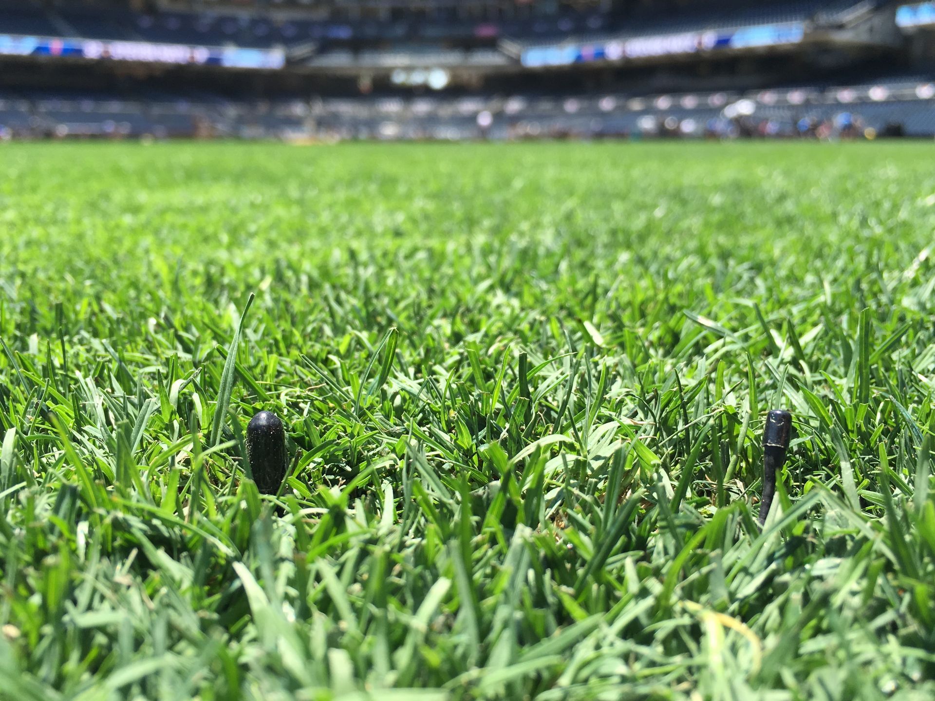 Antenna and microphone peaking up in the grass of an MLB stadium from a Q5X AquaMic buried underground