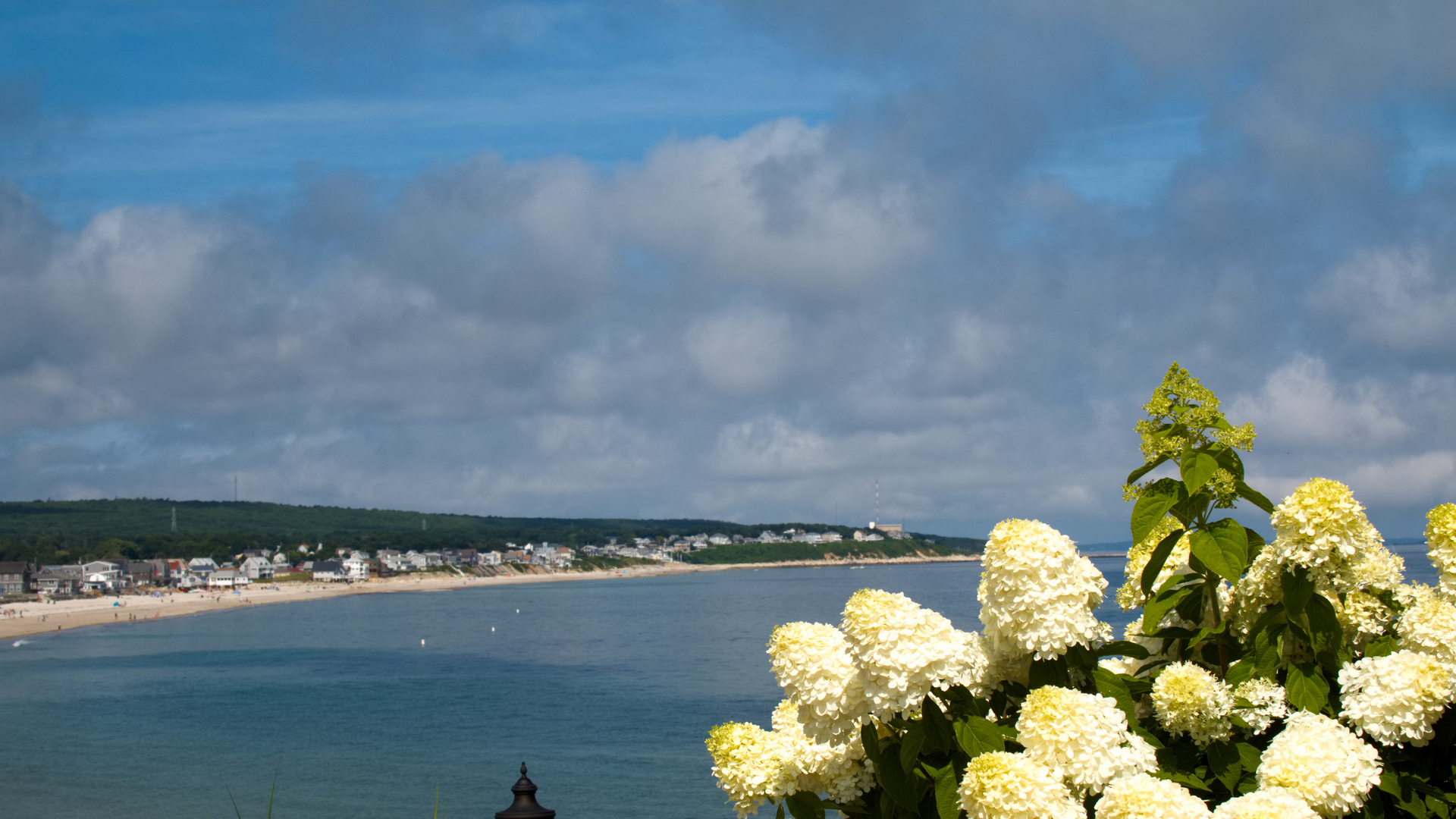 Cape Cod shoreline with fresh bloomed magnolias