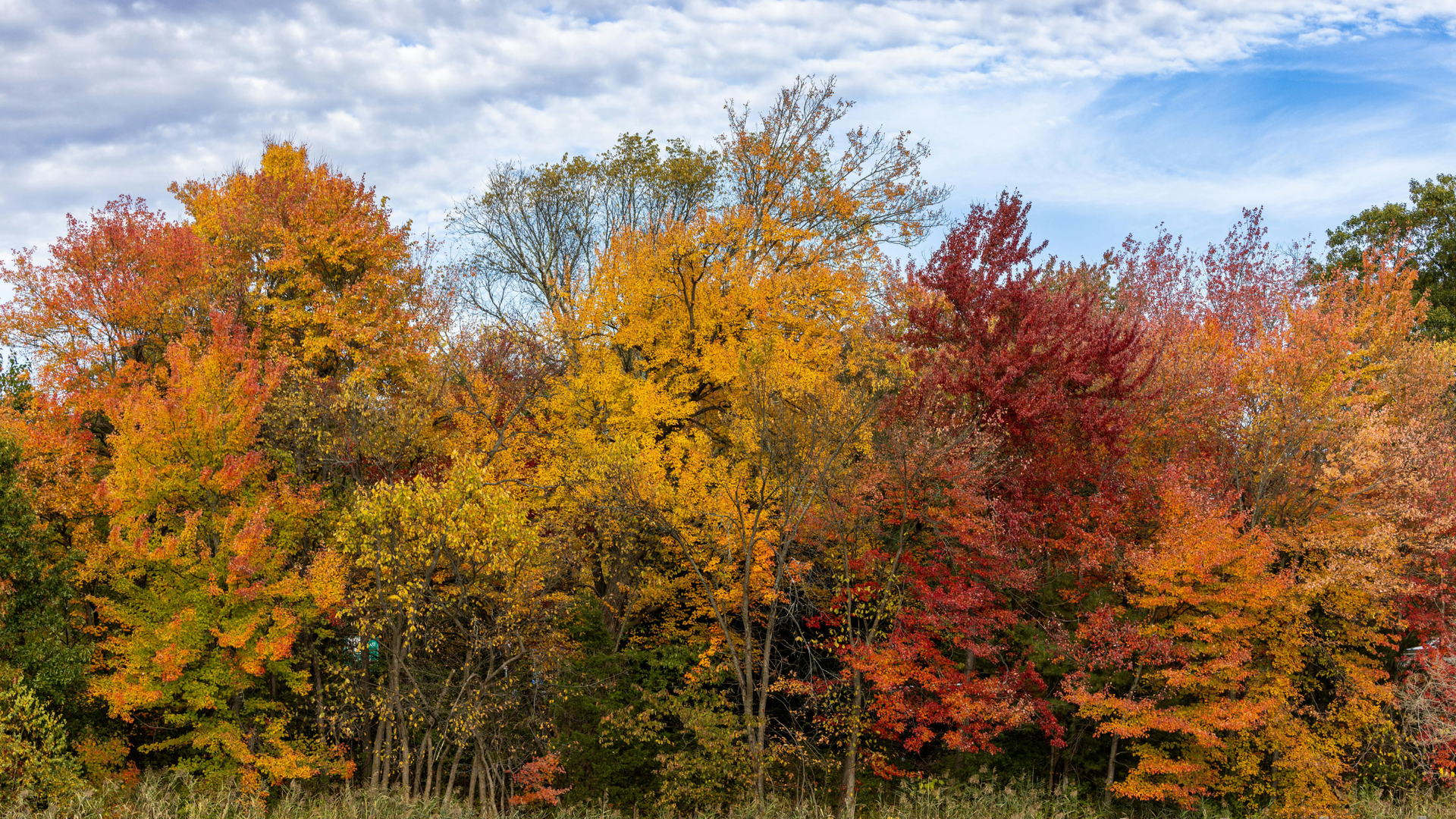 Yellow, orange, and red autumn trees in Cape Cod, MA