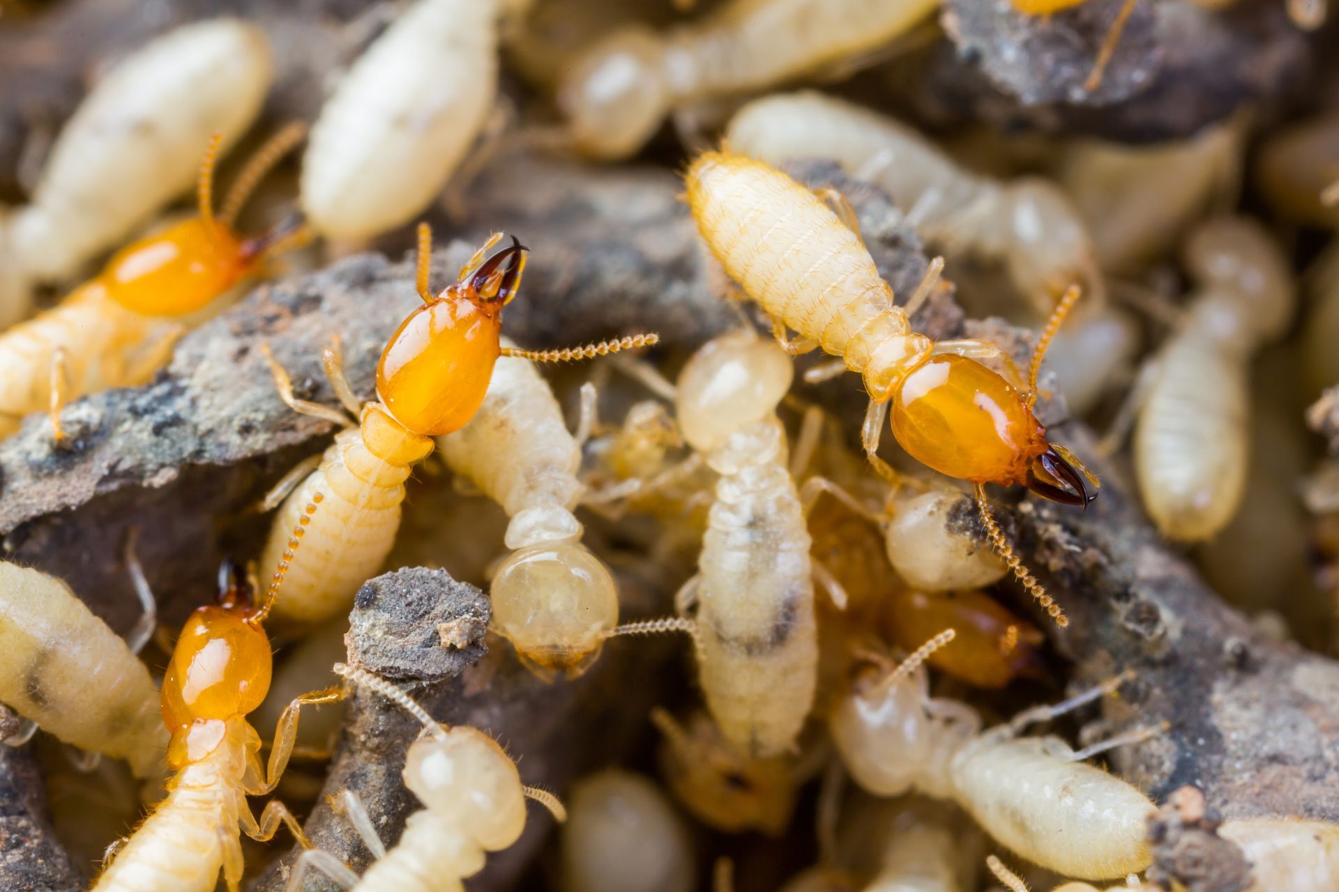 A group of termites are crawling on a pile of rocks.