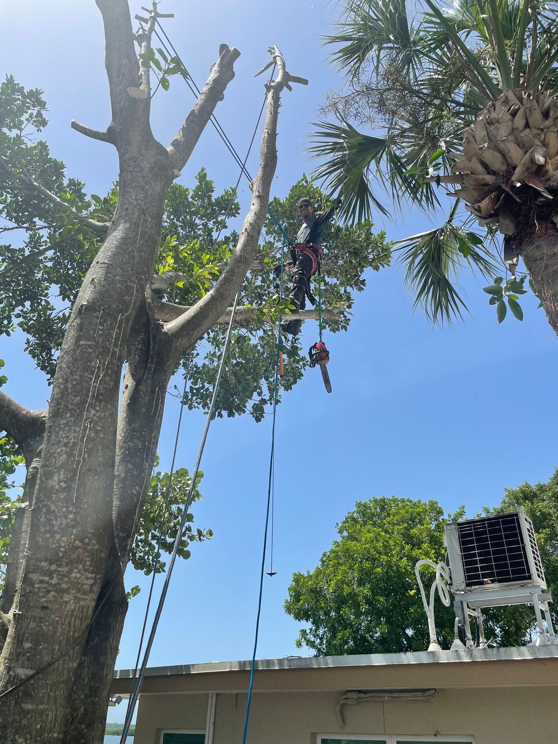 Home [total-tree-maintenance.com]