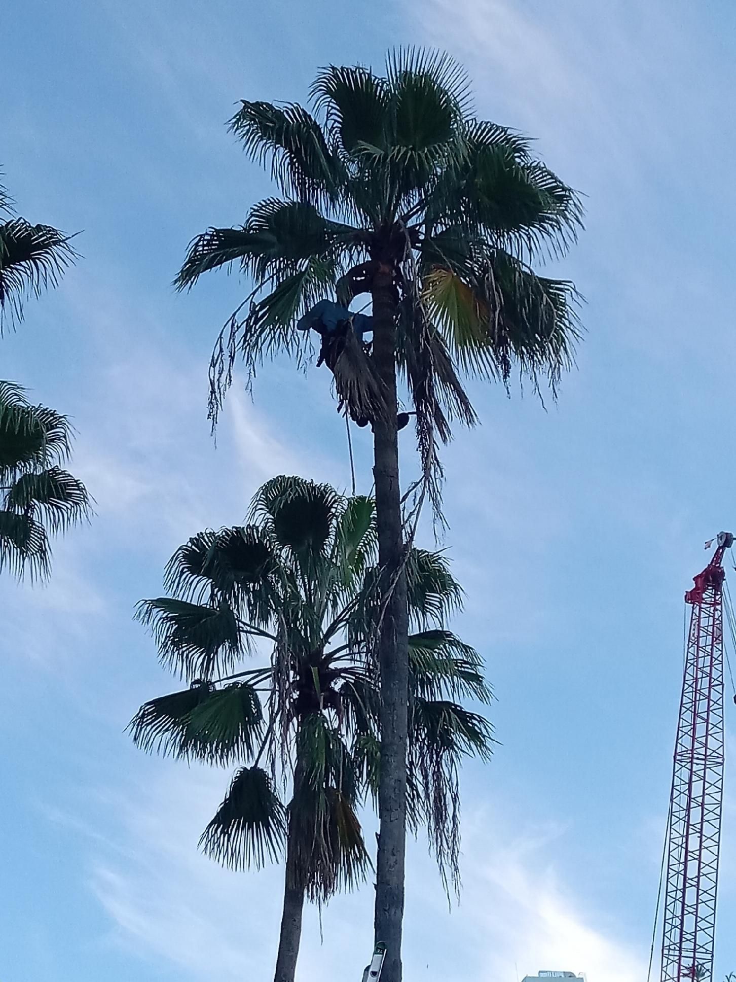 Home [total-tree-maintenance.com]