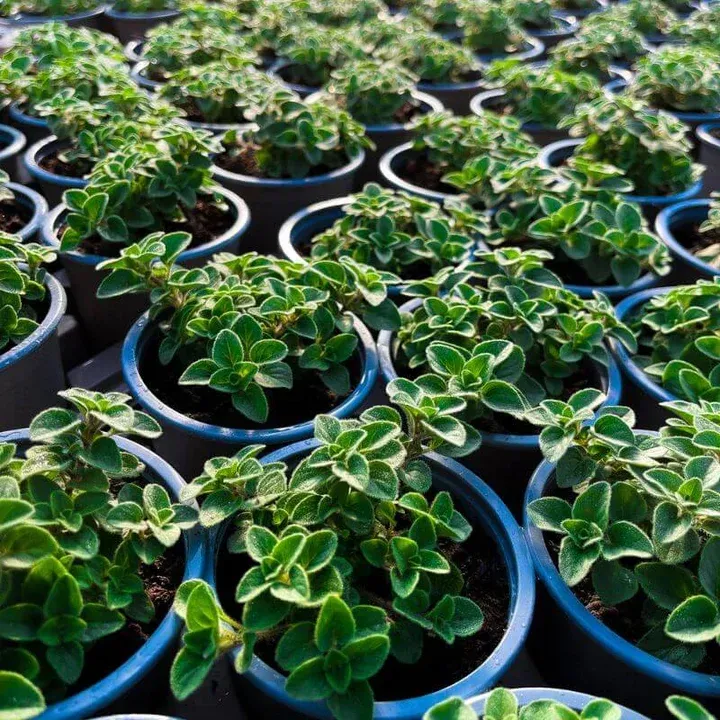 Herbs