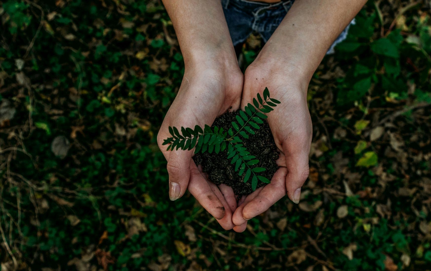 Hands cupped, holding soil and a small green plant, set against a backdrop of green foliage.