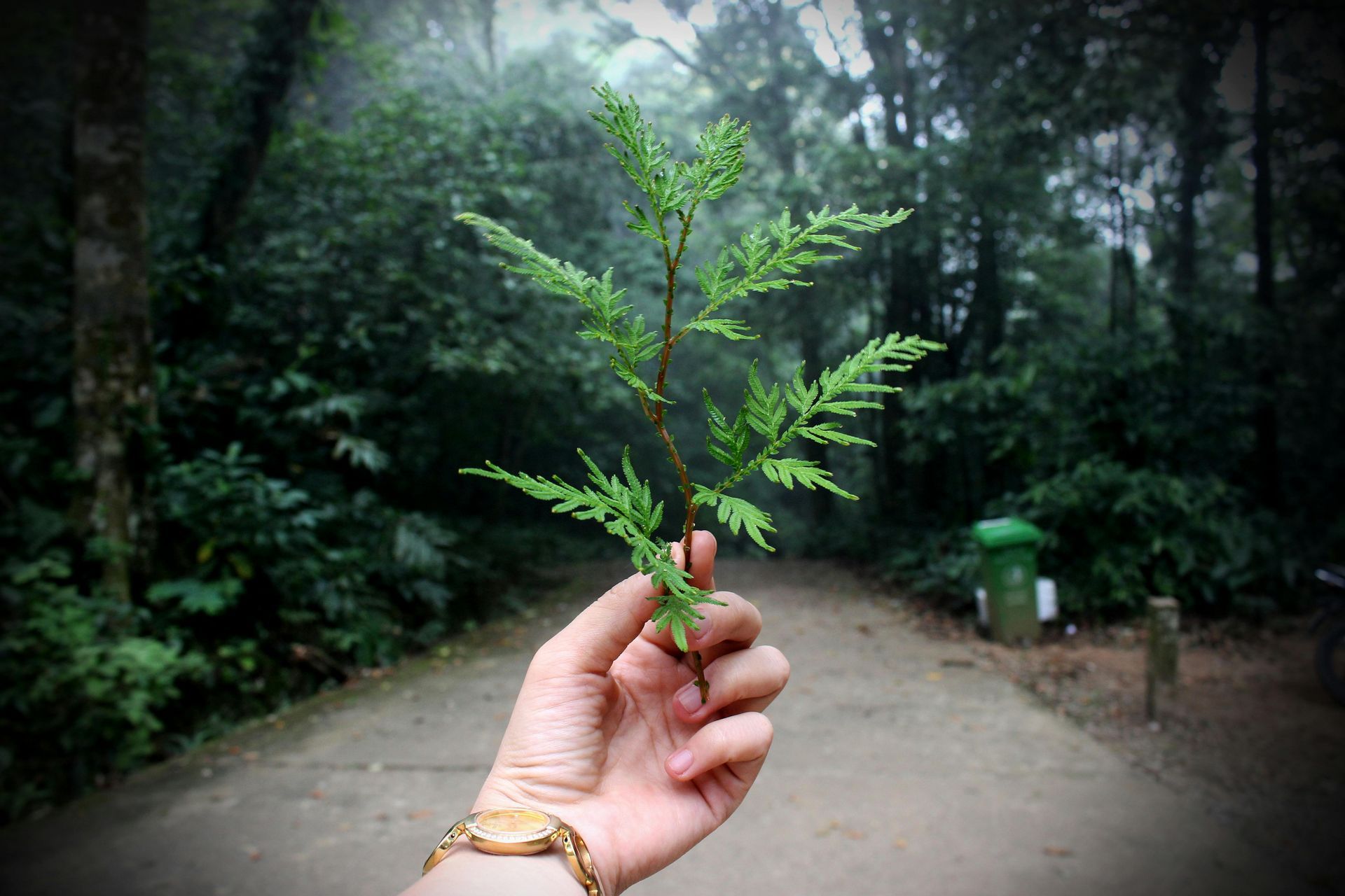 Hand holding a green sprig in a forest setting. A pathway leads toward blurred trees in the background.