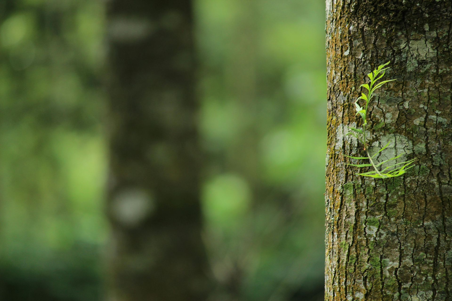 Tree trunk with small green leaves; blurred forest background.
