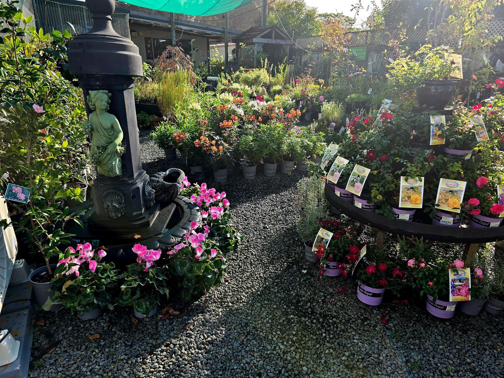 A garden center display with a vintage-style fountain surrounded by colorful flowering potted plants on gravel ground.