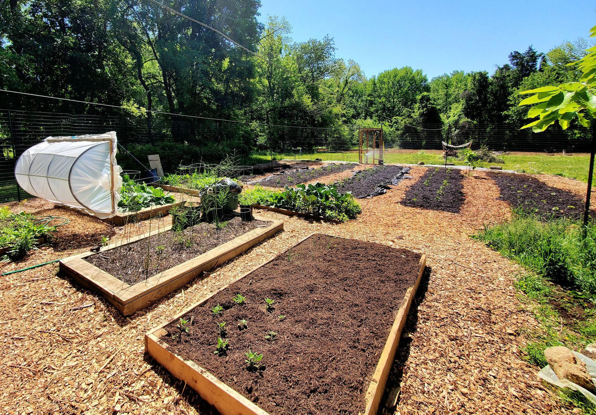 Raised garden beds filled with plants, surrounded by wood chips, set in a sunny backyard.