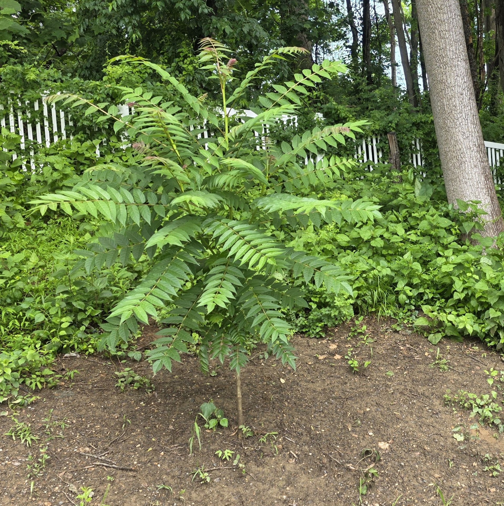 Small tree with green, compound leaves; in a garden setting with white fence and woods.