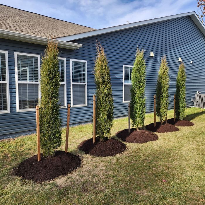 Five young, tall trees planted near a blue house, each surrounded by mulch and supported by wooden stakes.