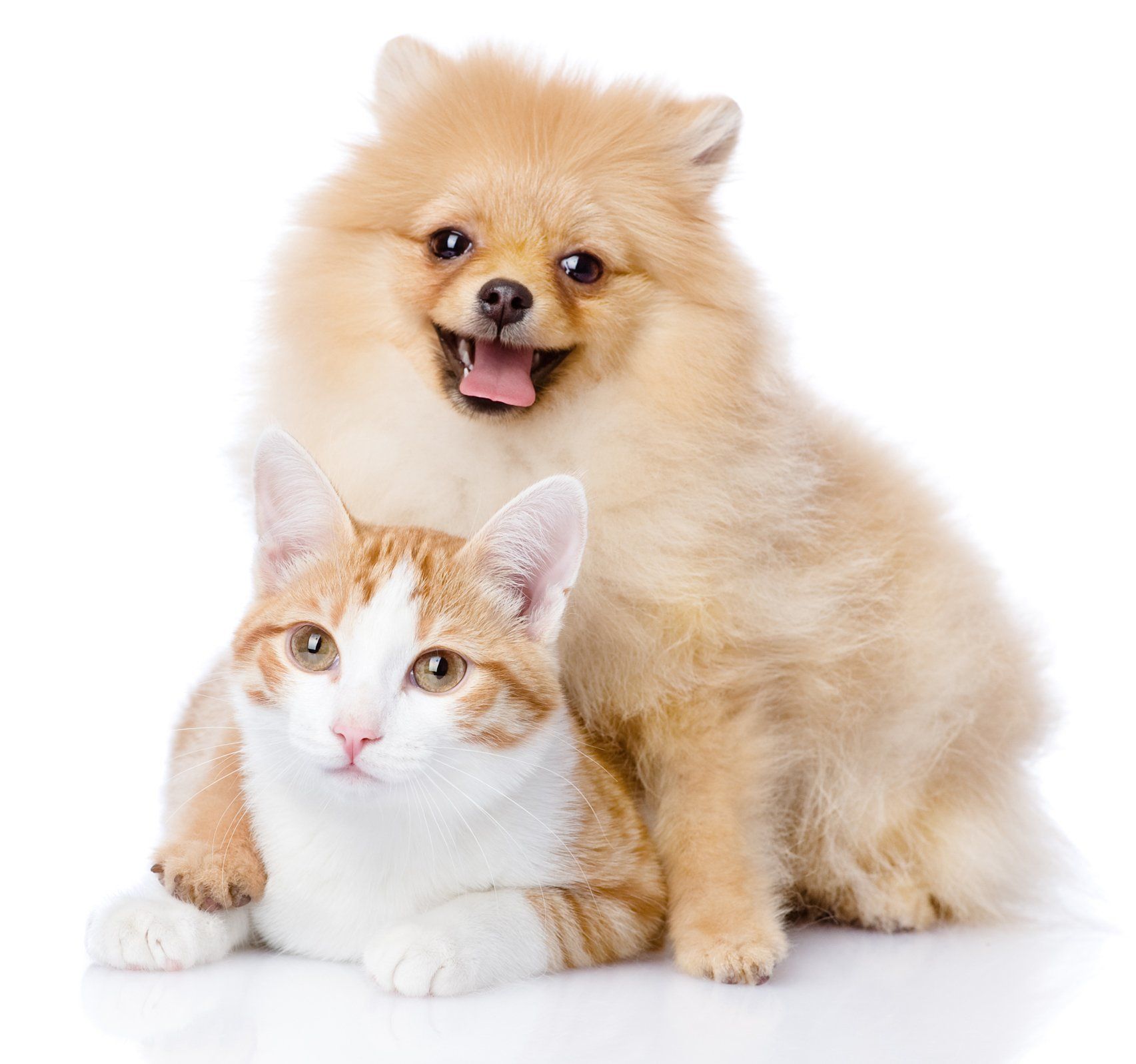 — Westbrook, CT — Morris Pet Grooming LLC