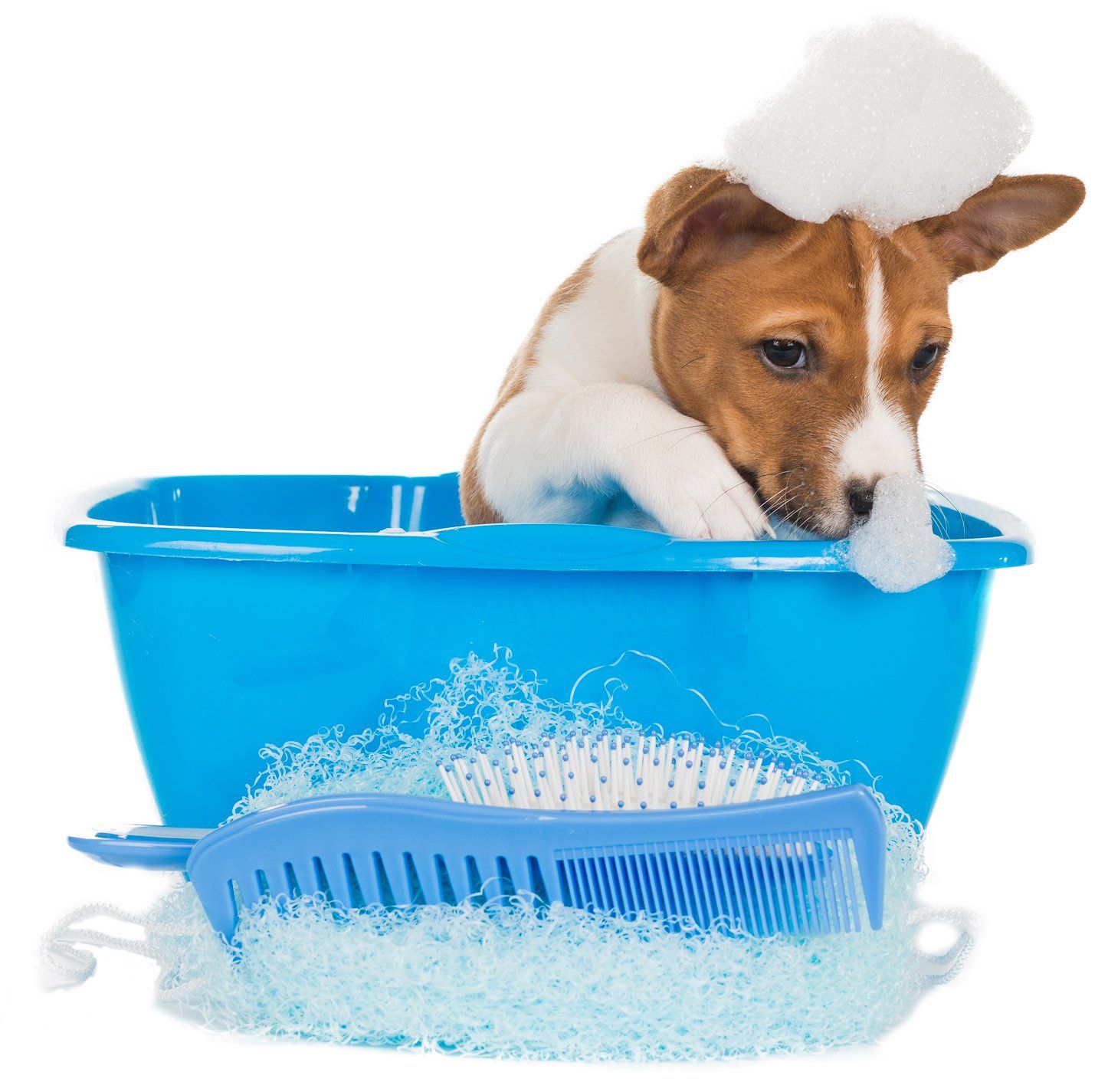 Dog Grooming — Westbrook, CT — Morris Pet Grooming LLC