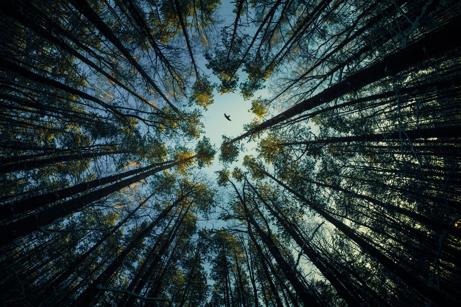 A man wearing a hard hat is climbing a tree.