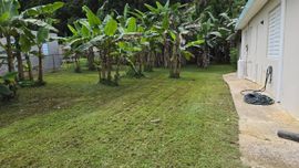 A grassy backyard next to a beige house, featuring a row of banana trees and dense greenery in the background.