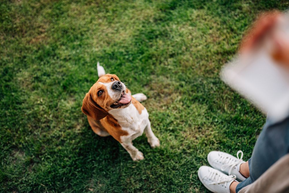 A Person Is Sitting On The Grass With A Dog Looking Up At Them — Cessnock Pet & Greyhound Supplies in Lake Macquarie, NSW