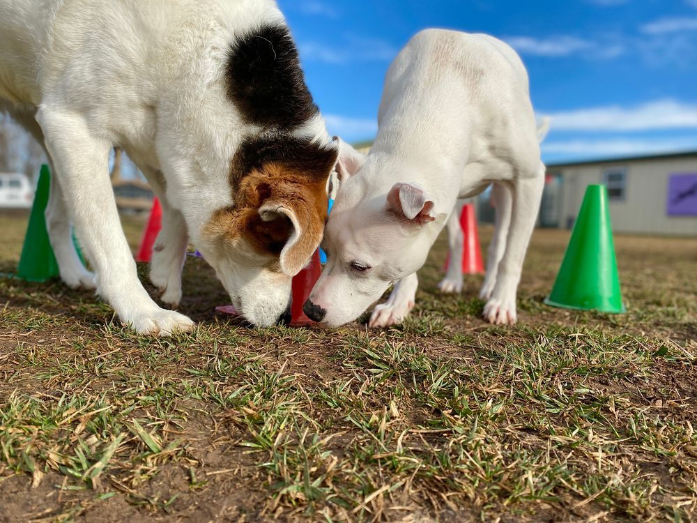 Two Dogs Are Playing With A Toy In The Grass — Cessnock Pet & Greyhound Supplies in Newcastle, NSW