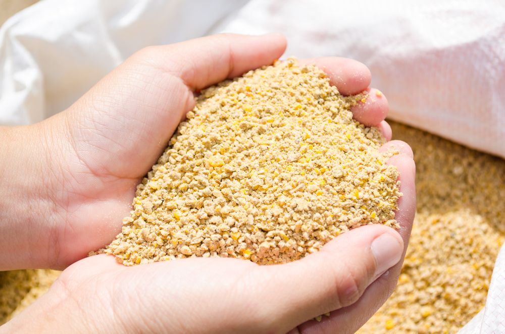 A Person Is Holding A Pile Of Grain In Their Hands — Cessnock Pet & Greyhound Supplies in Newcastle, NSW