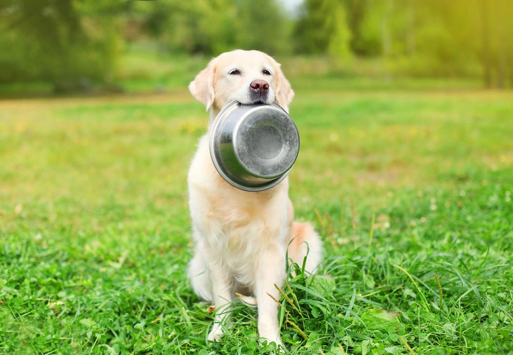 A Dog Is Holding A Bowl In Its Mouth — Cessnock Pet & Greyhound Supplies in Newcastle, NSW