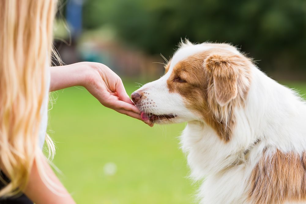 A Woman Is Feeding A Brown And White Dog From Her Hand — Cessnock Pet & Greyhound Supplies in Cessnock, NSW