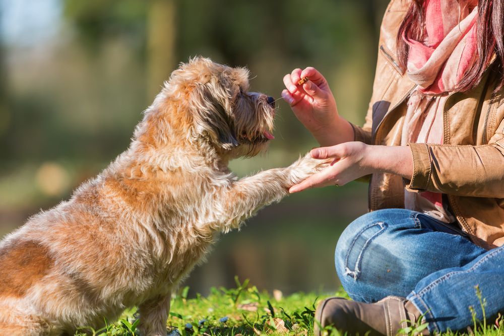 A Woman Is Giving A Dog A High Five While Sitting In The Grass — Cessnock Pet & Greyhound Supplies in Newcastle, NSW