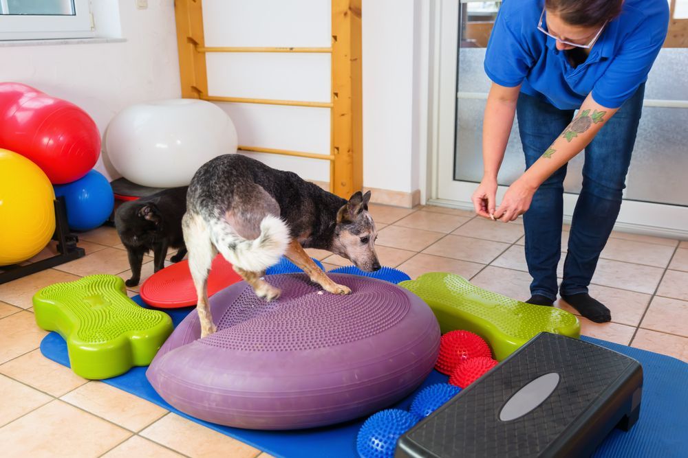 A Dog Is Standing On A Purple Cushion While A Woman Looks On — Cessnock Pet & Greyhound Supplies in Maitland, NSW