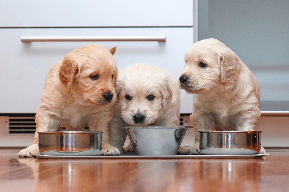 Three Puppies Are Eating From Bowls On A Wooden Floor — Cessnock Pet & Greyhound Supplies in Lake Macquarie, NSW
