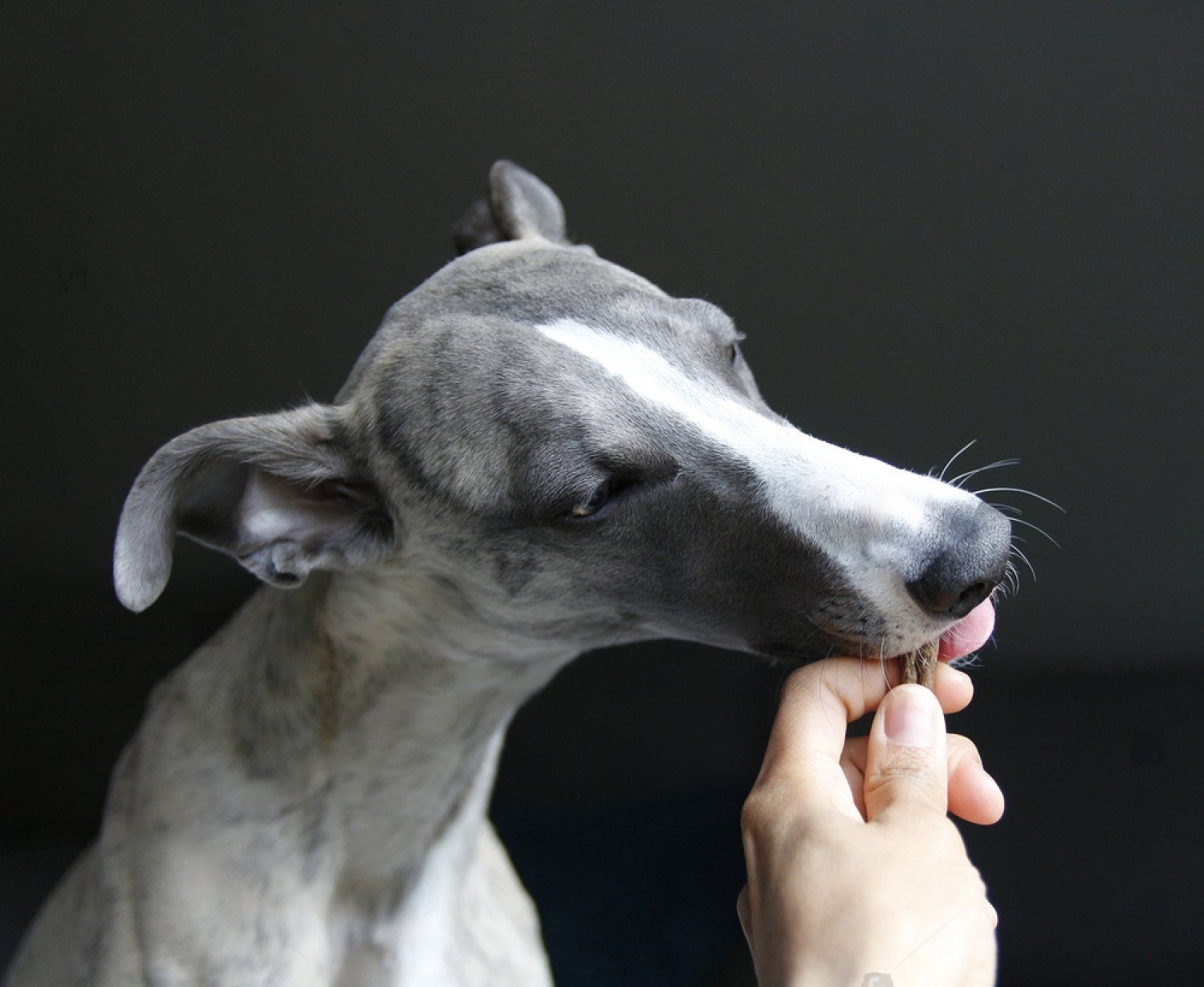 A Person Is Feeding A Dog A Treat With Their Hand — Cessnock Pet & Greyhound Supplies in Newcastle, NSW