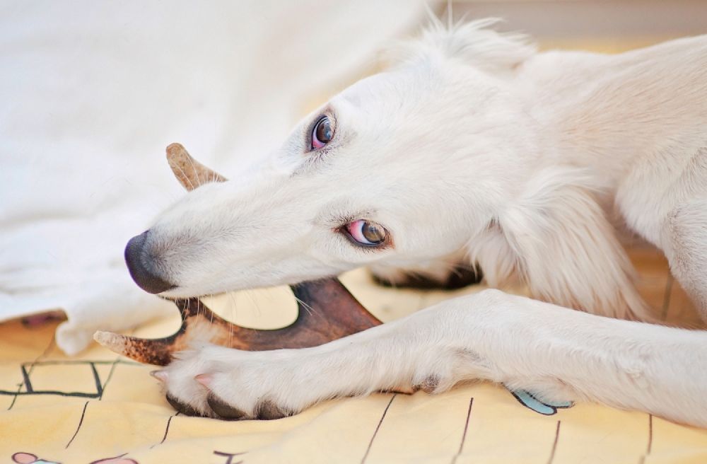A White Dog Is Chewing On A Piece Of Wood On A Bed — Cessnock Pet & Greyhound Supplies in Cessnock, NSW