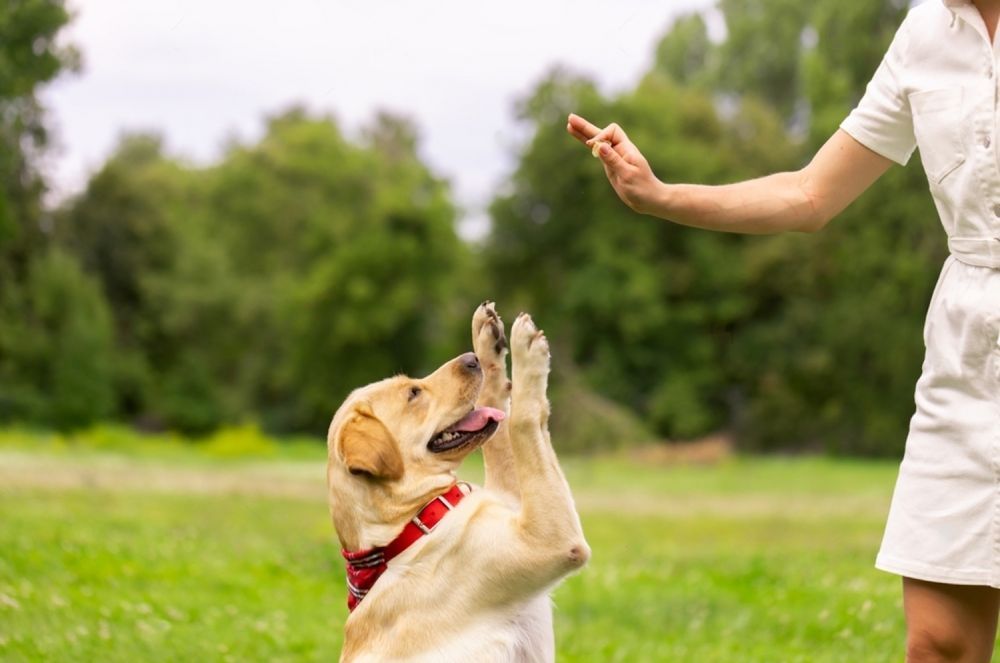 A Woman Is Giving A Dog A High Five In A Park — Cessnock Pet & Greyhound Supplies in Gosford, NSW