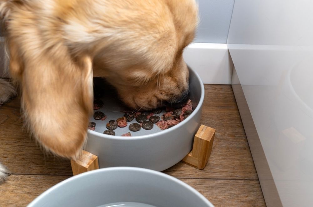 A Dog Is Eating Food From A Bowl On A Wooden Floor — Cessnock Pet & Greyhound Supplies in Wyong, NSW