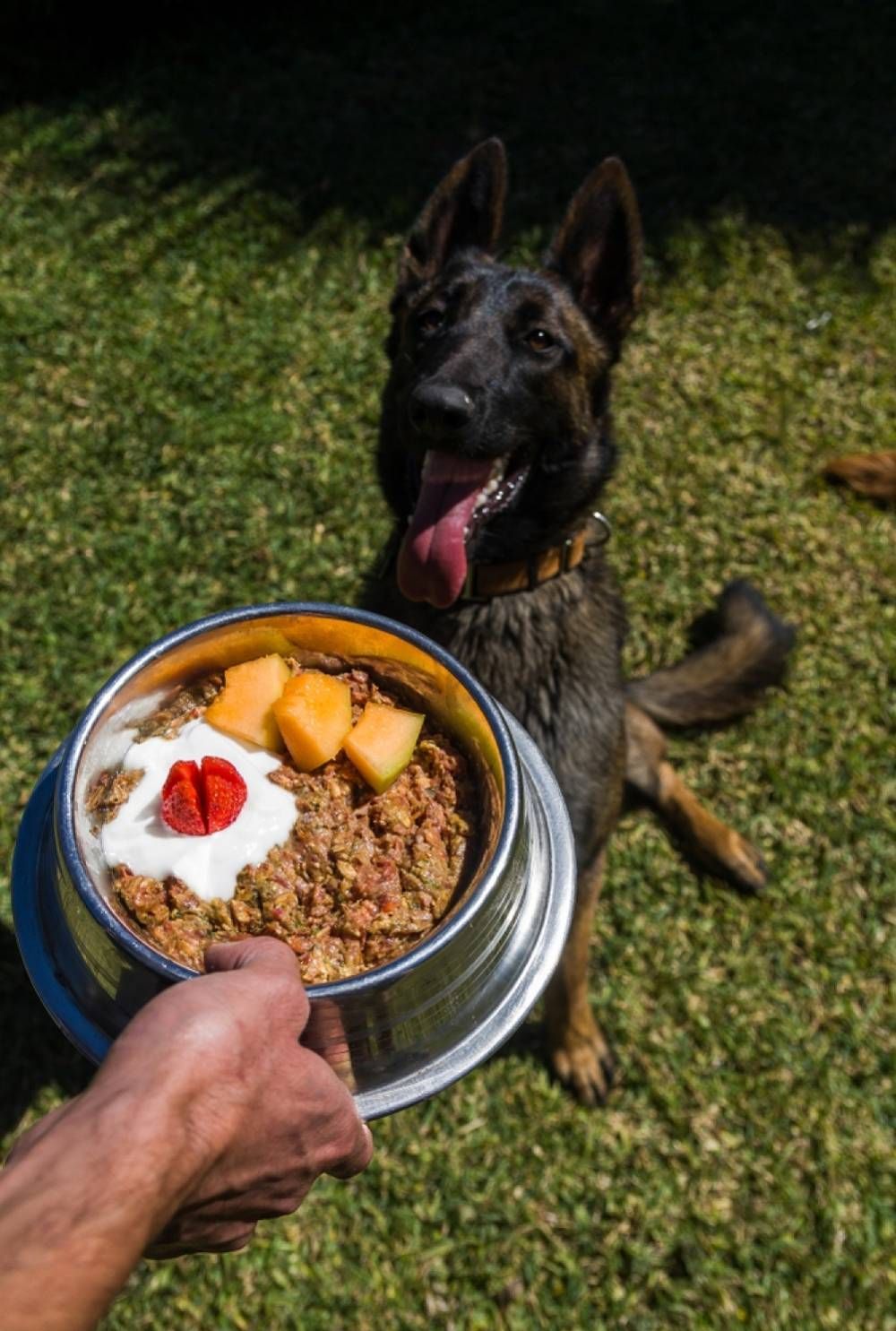 A Person Is Holding A Bowl Of Food In Front Of A Dog — Cessnock Pet & Greyhound Supplies in Taree, NSW