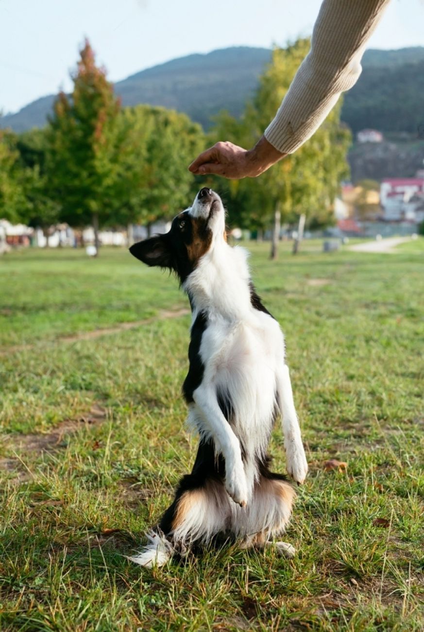 A Black And White Dog Is Standing On Its Hind Legs While Being Fed By A Person — Cessnock Pet & Greyhound Supplies in Cessnock, NSW