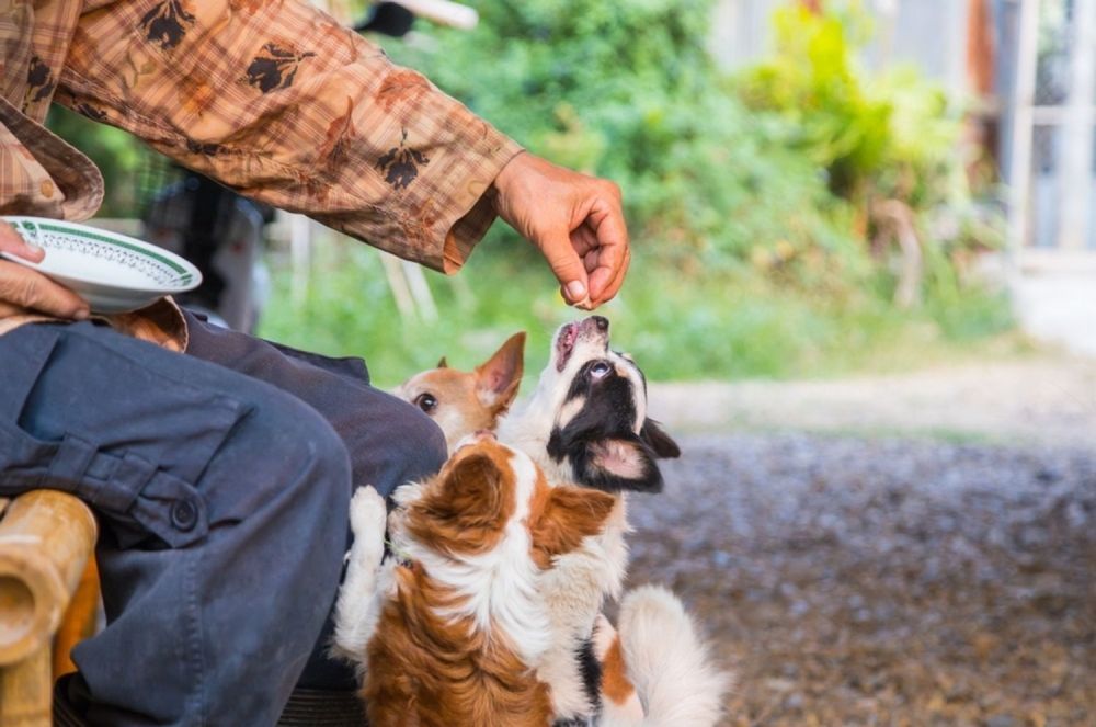 A Man Is Sitting In A Chair Feeding Two Dogs — Cessnock Pet & Greyhound Supplies in Cessnock, NSW