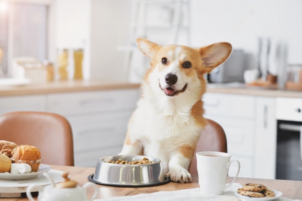 A Dog Is Sitting On A Table Next To A Bowl Of Food — Cessnock Pet & Greyhound Supplies in Gunnedah, NSW