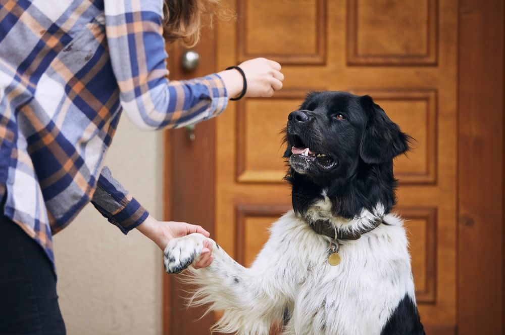 A Woman Is Giving A Black And White Dog A High Five — Cessnock Pet & Greyhound Supplies in Wyong, NSW