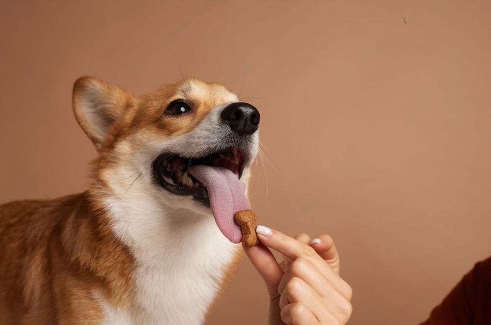A Corgi Dog Is Eating A Treat From A Person 's Hand — Cessnock Pet & Greyhound Supplies in Taree, NSW