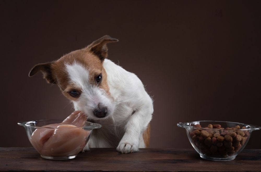 A Dog Is Standing Next To A Bowl Of Food And A Bowl Of Dog Food — Cessnock Pet & Greyhound Supplies in Cessnock, NSW