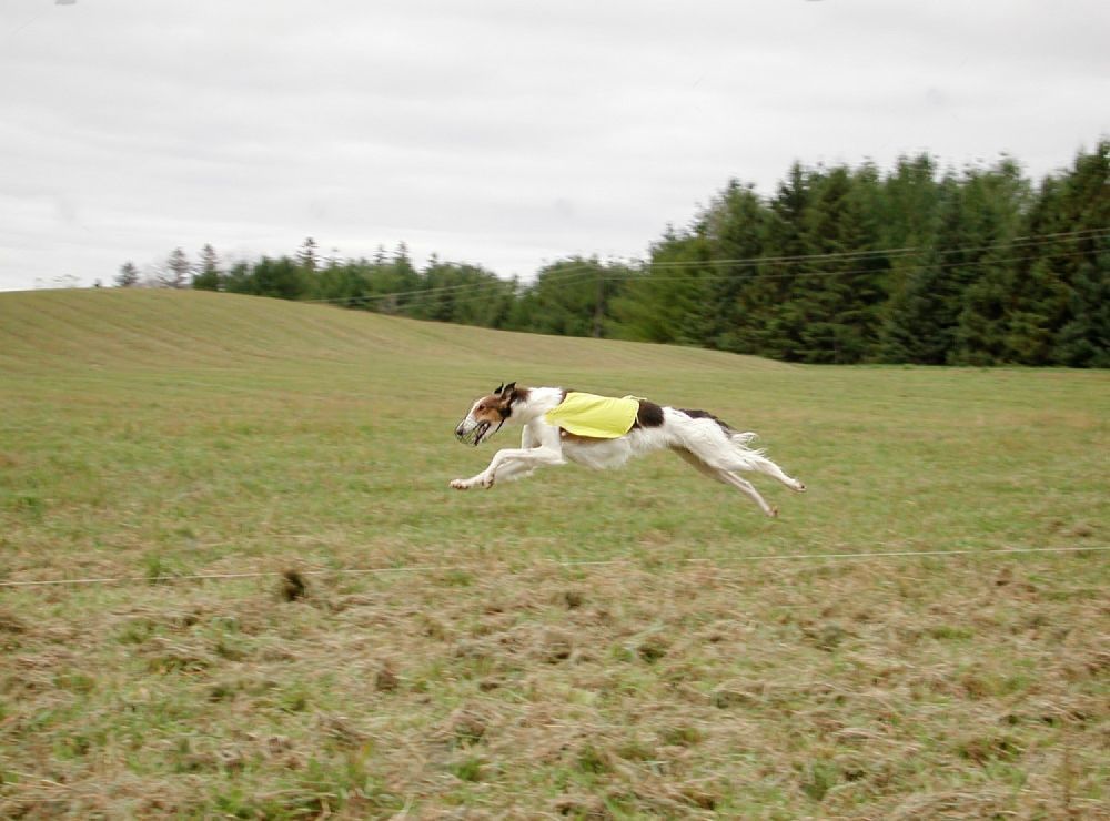 A Dog Wearing A Yellow Vest Is Running Through A Grassy Field — Cessnock Pet & Greyhound Supplies in Singleton, NSW