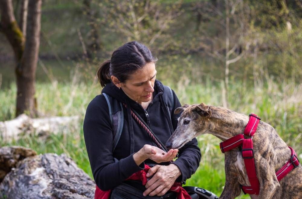 A Woman Is Feeding A Dog A Treat While Sitting On A Rock — Cessnock Pet & Greyhound Supplies in Maitland, NSW