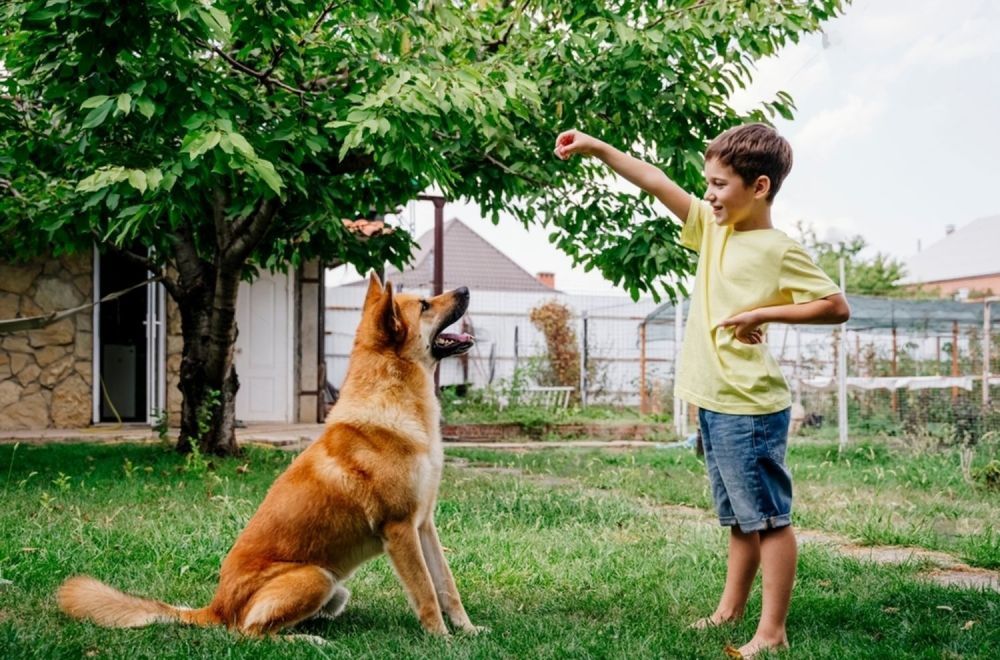 A Boy Is Standing Next To A Dog In A Yard — Cessnock Pet & Greyhound Supplies in Taree, NSW