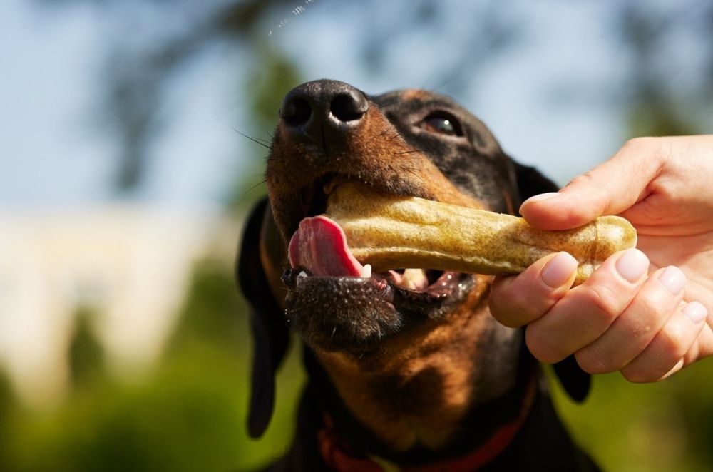 A Dog Is Eating A Bone From A Person 's Hand — Cessnock Pet & Greyhound Supplies in Wyong, NSW